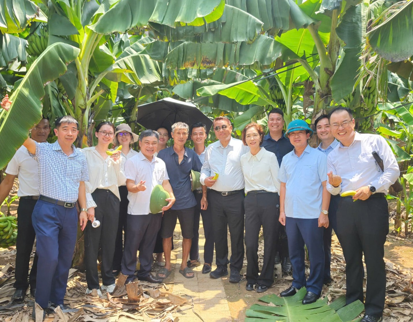 Đoàn công tác Hàn Quốc khảo sát vùng trồng chuối tại phường Sơn Nam, tìm hiểu cơ hội hợp tác